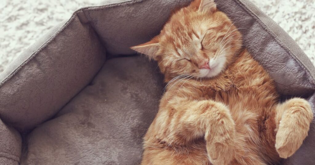 Pode dar melatonina para gato? Na foto, um gatinho dormindo em uma caminha confortável. 
